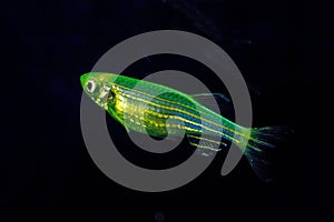 Fluorescent Freshwater Fish,Â Electric Green zebra danio fish